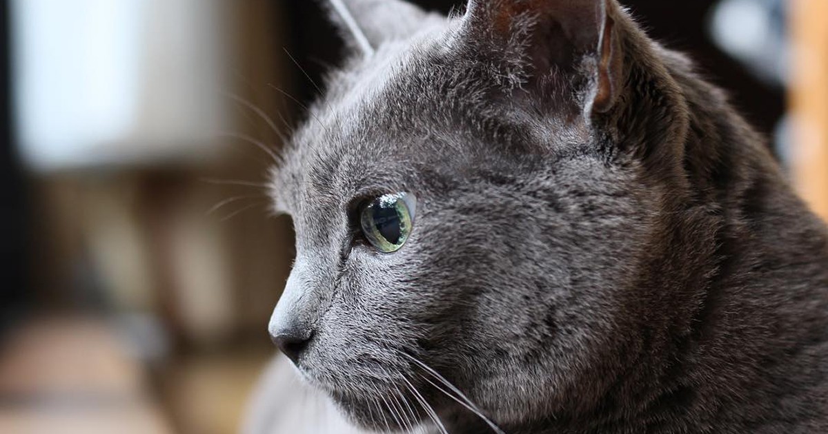 こう見えて、もう18歳 ロシアンブルーの「びー」 | 「犬や猫ともっと