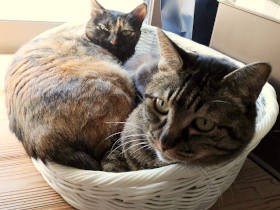 猫トイレの始末、誰がしていますか？　妊娠・出産で変わった、夫と私の猫のお世話分担