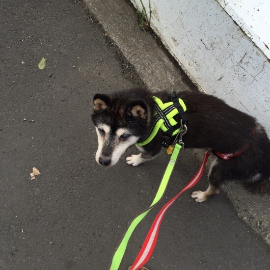 お散歩中も「何かください～！」