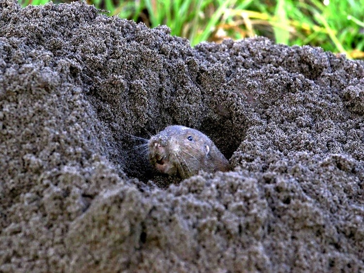 In a video still image provided by Veronica Selden shows, a pocket gopher at work. Researchers suggest that root cropping by the small rodents could be the first case of nonhuman mammalian farming. (Veronica Selden via The New York Times) -- NO SALES; FOR EDITORIAL USE ONLY WITH NYT STORY GOPHERS FARMERS BY OLIVER WHANG FOR JULY 11, 2022. ALL OTHER USE PROHIBITED. --