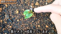 【12日後】葉を残しておいた方はさらに大きく成長しています／「庭づくり大好きおじさん」さん（@diy48）提供