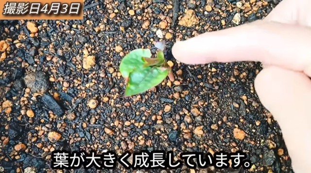 【12日後】葉を残しておいた方はさらに大きく成長しています／「庭づくり大好きおじさん」さん（@diy48）提供