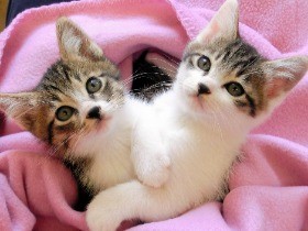 猫の殺処分、あまりに多く…　兵庫県が飼い主のガイドライン