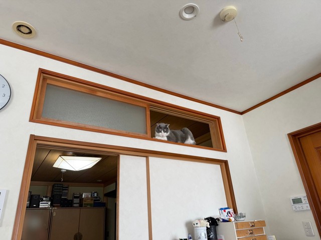 同居猫ちゃんのくうすけくんも高いところに登るみたい（提供：せこなおさん）