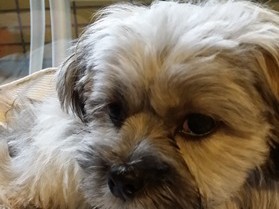 与作とのトライアルは？　浅田美代子さんに紹介された保護犬