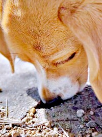 「スーハー」が止まらない！ 穴に鼻を突っ込んで調査するこうめちゃん（画像提供：koumeさん）