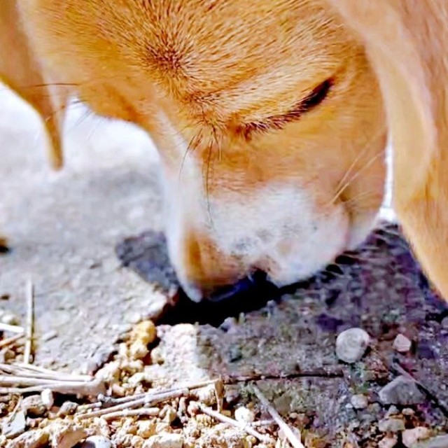 「スーハー」が止まらない！ 穴に鼻を突っ込んで調査するこうめちゃん（画像提供：koumeさん）