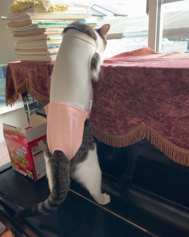 ピアノの上に登りたいけど、カバーがするする落ちて登れない