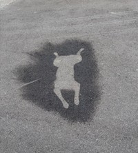 くっきりとはっきりと現れた拓ちゃんのシルエット（提供：黒柴・拓 ♀さん）