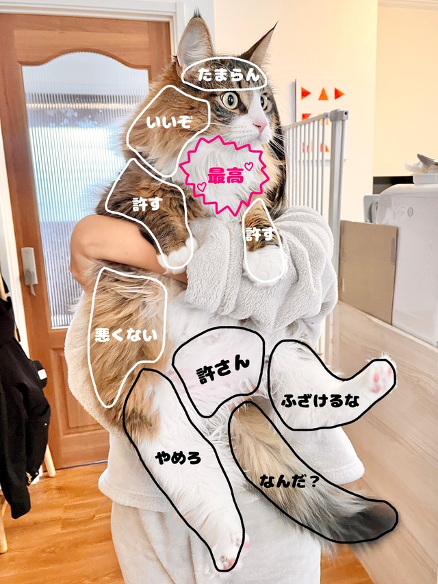 ススキ猫さんの部位