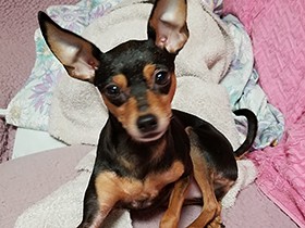 保護犬は家族になった日が「誕生日」 今年もおめでとう！