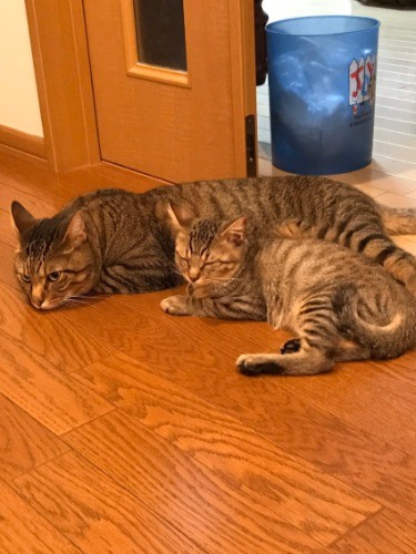 床でもくっついて（提供写真）