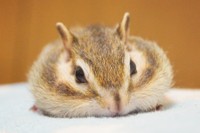 見事なおまんじゅう！（ビッケちゃん）