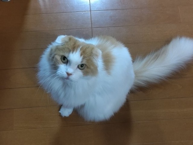 顎下の膨らみに気付いた頃