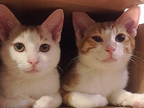 歌舞伎町で保護された兄弟猫　いつも一緒の「カブ」と「ミル」