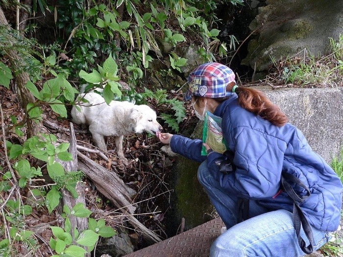 犬をおやつでおびきよせる大網さん。「こわくないよ、一緒にいこうね」（太田康介さん撮影）