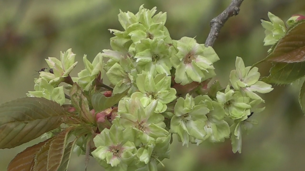 花の色が貴族の衣装を思わせる 遅咲きの桜 御衣黄 ギョイコウ が見頃 岡山 新見市 Ksbニュース Ksb瀬戸内海放送