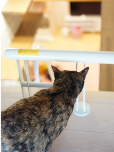 ロフトから居間を見下ろすさくら