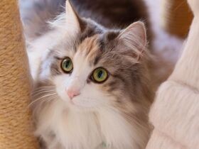 こっそりネコジャラシを狙う　ノルウェージャンフォレストキャット「ルナ」