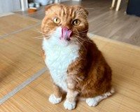おっとり穏やかな右京くん（画像提供：shihoさん）