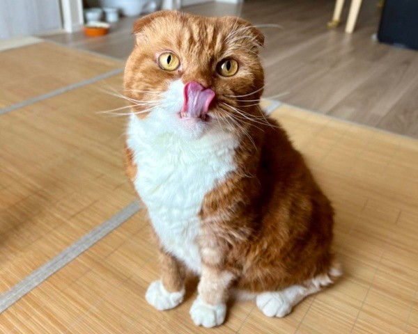 おっとり穏やかな右京くん（画像提供：shihoさん）