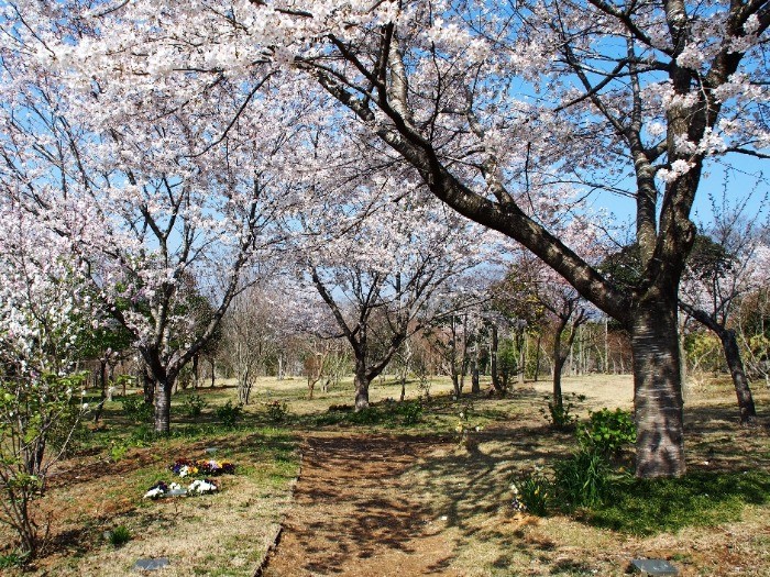 春には桜色に染まる墓苑。受付に声をかければ散策可