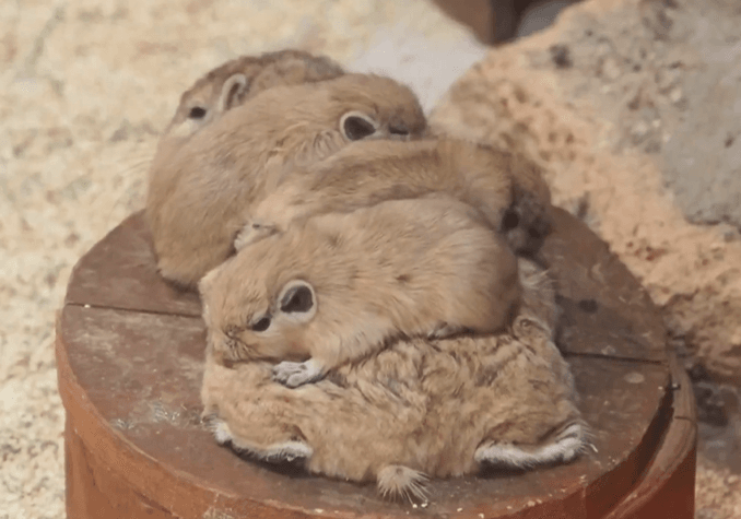 身体を丸める姿も愛らしいグンディの赤ちゃん（提供：足立区生物園さん）