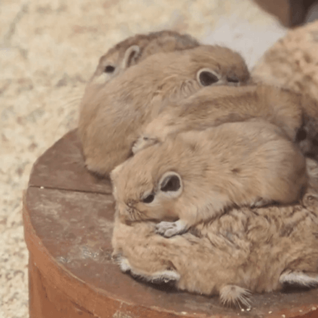 身体を丸める姿も愛らしいグンディの赤ちゃん（提供：足立区生物園さん）