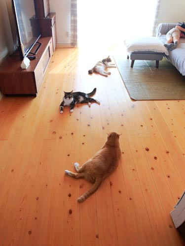 バランスがとても良い、寺西家の猫たちでした。
