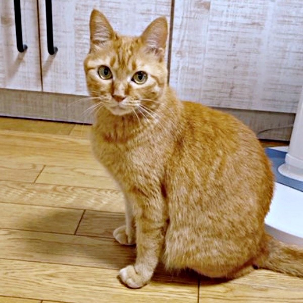 黄金色に輝く瞳と被毛が素敵なつぶちゃん（画像提供：つぶさん）