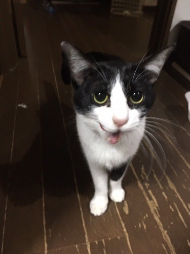 保護時はさつきと呼ばれ、（預かり先が決まって）最後にレスキューされた糸ちゃん。人なれに時間がかかり、何年もボランティア宅で過ごしていました（ボランティアさん提供）