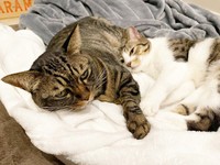 ぴったりくっ付いて眠る真良くん（左）と南南くん（右）（画像提供：まよなんさん）