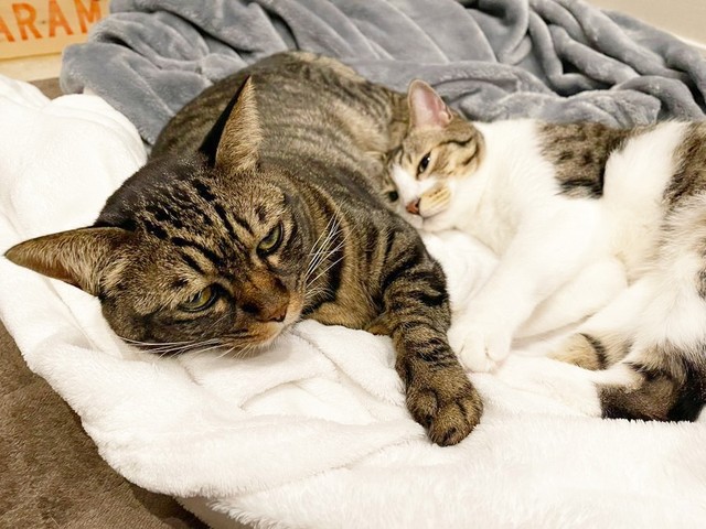 ぴったりくっ付いて眠る真良くん（左）と南南くん（右）（画像提供：まよなんさん）