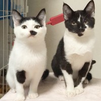 シロちゃん（左）、クロくん（右）（画像提供：ぶち猫のシロとクロさん）