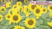 JR高松駅で「父の日ひまわりプレゼント」を実施　6月20日に新入社員ら配布　