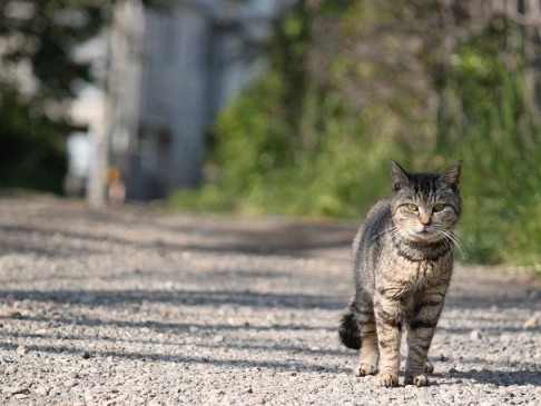 捨て犬・捨て猫がテーマ　映画「犬と猫と人間と」上映