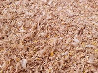 黄色い棒状のものは卵。カゲロウの雌は腹いっぱいに卵だけを持って、それを川の中に生み落とそうと飛び立つが、その多くが志半ばで命を落としてしまう（豊田ホタルの里ミュージアム提供）