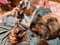 お迎えから4カ月、飼い主さんの膝上に乗ったくるみちゃん（画像提供：サビ猫くるみさん）