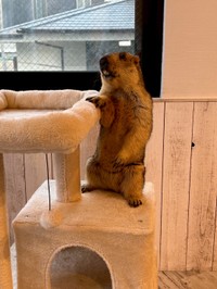 少し出っ歯で好奇心旺盛だという「パンナ」ちゃん（提供：マーモットカフェ「マーモット村」さん）