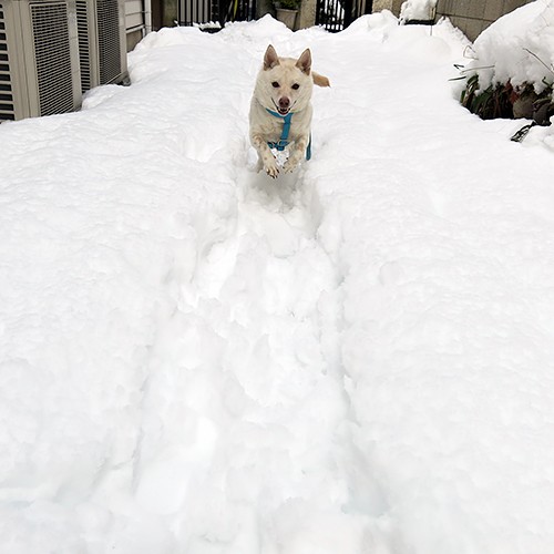 雪にはしゃぐキップル＝写真・桑原奈津子「いっぴきとにひき」より