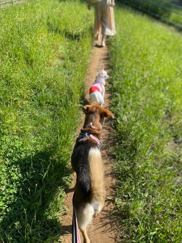 小梅ちゃんと代々木公園を散歩することも　（甲田さん提供）