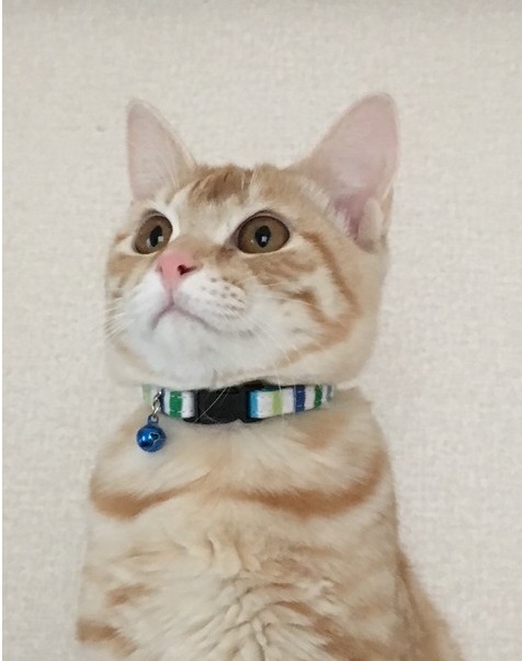 出会った当初は、生後6ヶ月だった