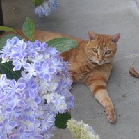 あじさい管理課課長の寺猫おおいそがし（住職提供）