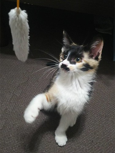 おもちゃに夢中