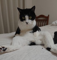 猫　※写真はイメージです