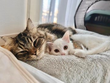 推しまくって愛をゲットしたよ＝めるちょとまおまおさん（@meltube_cat）提供