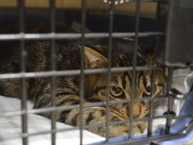 無料で猫の不妊・去勢手術をする動物病院　１年半で１万匹に施術