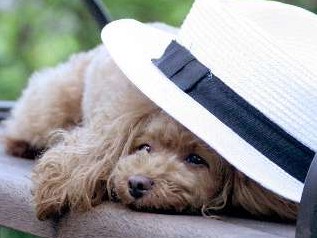 キンキンに冷やした水やフード　暑くても、犬にはむしろ危険