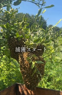 木の枝にできた大きな蜂球。「捕獲スタート」／借金1億農業ガール（保條）さん（@1okugal）提供