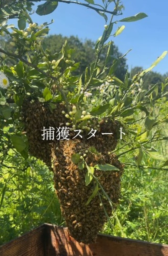 木の枝にできた大きな蜂球。「捕獲スタート」／借金1億農業ガール（保條）さん（@1okugal）提供